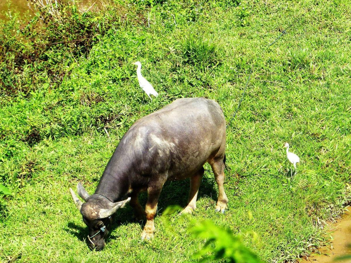 Toraja Torsina Hotel Rantepao Extérieur photo